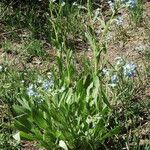 Hackelia floribunda Habit