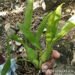 Prosthechea fragrans Feuille