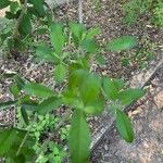 Aloysia gratissima Leaf