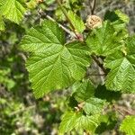 Rubus deliciosus Foglia