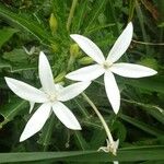 Hippobroma longiflora Цветок