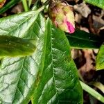 Rhododendron uvariifolium Hoja