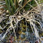 Cortaderia pungens List