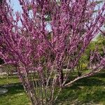 Cercis chinensis Агульны выгляд