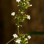 Jasminum didymum Costuma