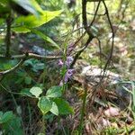 Hemipilia cucullata Kvet