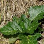Pastinaca lucida Hábito