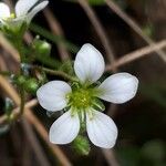Saxifraga caesia Fula