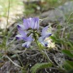 Astragalus alpinus Floare
