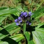 Gentiana cruciata Flor