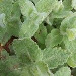 Teucrium scordium Blad