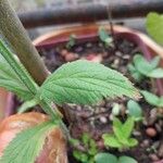 Verbena brasiliensis Blatt