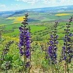 Salvia pratensisFiore