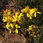 Jacobaea adonidifolia Floro