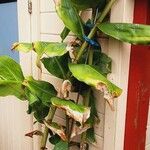 Hedychium gardnerianum Plante entière