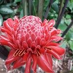 Etlingera elatiorFlor