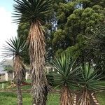 Yucca filifera برگ