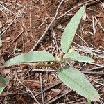 Melhania velutina Leaf