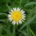 Sonchus oleraceus Flower