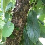 Antidesma venosum Leaf