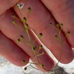 Kernera saxatilis Fruit