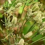 Laserpitium latifolium Fruit