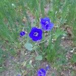 Phacelia parryi Floare