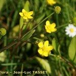 Ranunculus ophioglossifolius Fula
