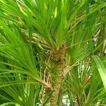 Pandanus pygmaeus Hoja