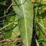 Bistorta officinalis Blad