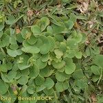 Oxalis purpurata Habitatea