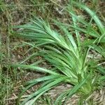 Eryngium paniculatum Хабит