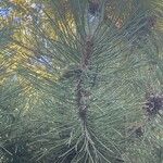 Pinus tabuliformis Fuelha
