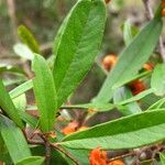 Pyracantha coccinea 葉