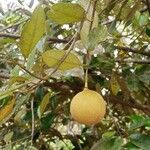 Myristica fragrans Fruit