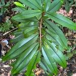 Erythroxylum laurifolium Leaf