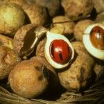 Myristica fragrans Meyve