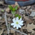 Hepatica acutiloba Flower