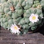 Lophophora williamsiiVirág