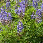 Lupinus sericeus 葉