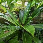 Philodendron insigne Folha