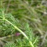 Meum athamanticum Leaf