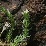 Galium pyrenaicum その他の提案