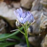 Scilla verna 花