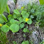 Viola biflora 整株植物