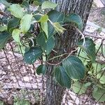 Actinidia arguta Feuille