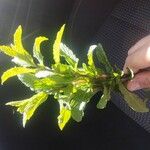 Mentha spicata برگ
