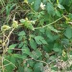 Cardiospermum grandiflorum Habit