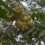 Cardiospermum grandiflorum Fruit