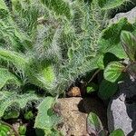 Hieracium villosum Leaf